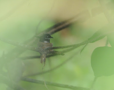 Pied Fantail (Rhipidura javanica)