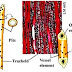 Jaringan Pembuluh (Xilem Dan Floem) 