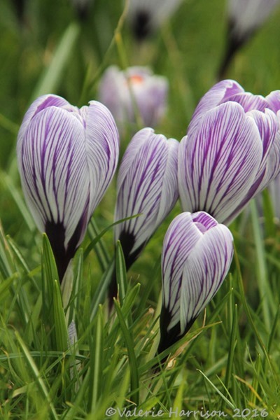 26-Crocus