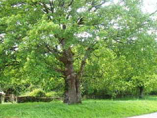 Quercus robur L. - Roble, Carballo, Roble pedunculado