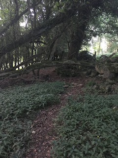 tree branches in the woods