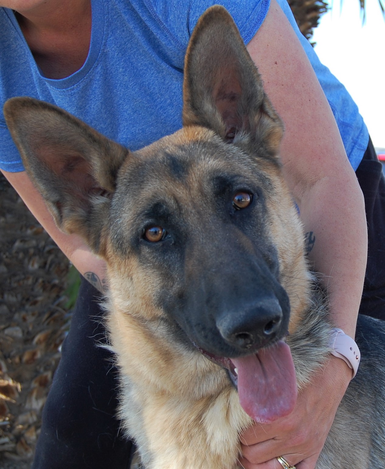 Nevada SPCA Animal Rescue: Junebug