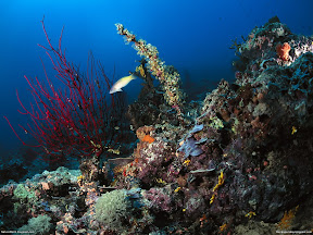 Underwater Creature | nature desktop wallpapers Images Photos