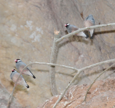 Java Sparrow (Padda oryzivora)