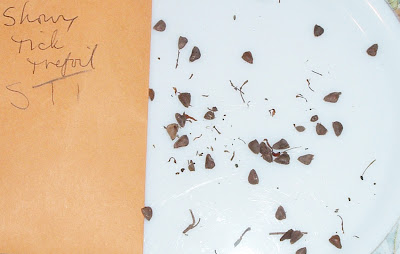 [Photo: Desmodium canadense seeds.]