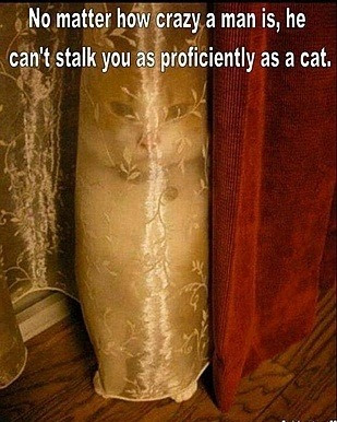 Cat funny hiding