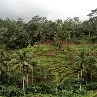 foto sawah terasering di ubud