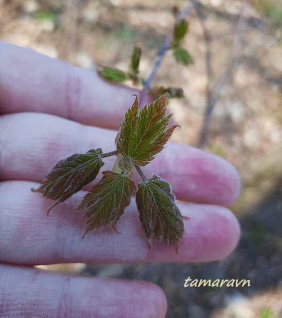 Клён бородатый / Клён бородчатонервный (Acer barbinerve)