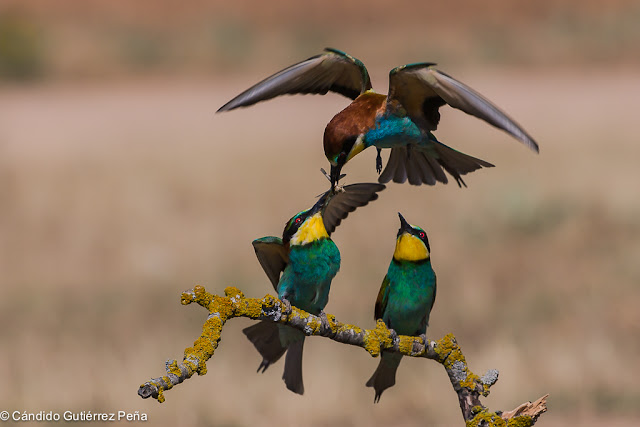 ABEJARUCO EUROPEO - Merops Apiaster