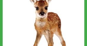 Teena in Toronto: Book ~ Dillie the Deer: A True Story of Love