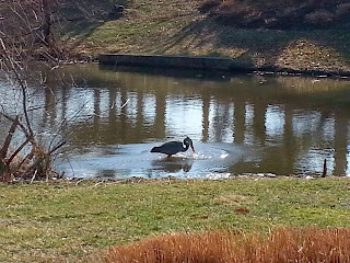 heron in pond