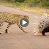 Leopard Attack Porcupine