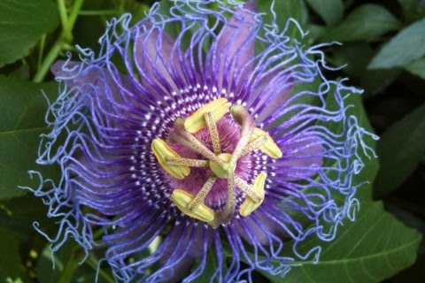 Fruit Flowers on Flower Oh The Colors It Comes From The Passion Fruit Passion Flower