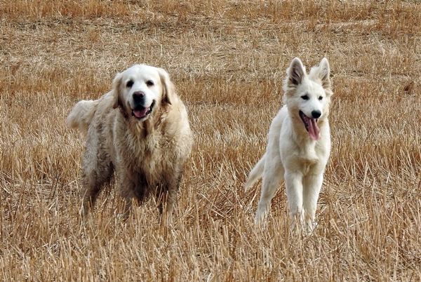 hvit gjeterhund golden retriever