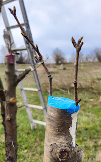 Transplanting some pear cuttings