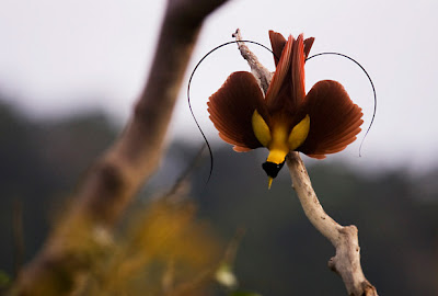 Birds Of Paradise Birds Picture