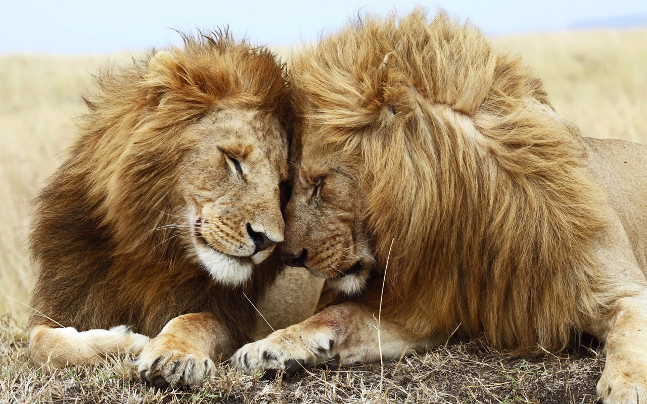 lion pair wallpapers