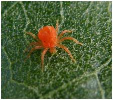 Spider mite