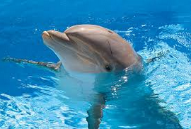 Ciri Ciri Lumba Lumba  Dolphin Dan 21 Jenisnya Ikan Hias 