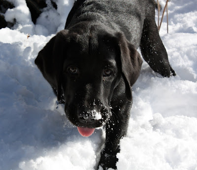 Rafferty a black lab looks up at the camera with snow on his nose while stciking out his tongue