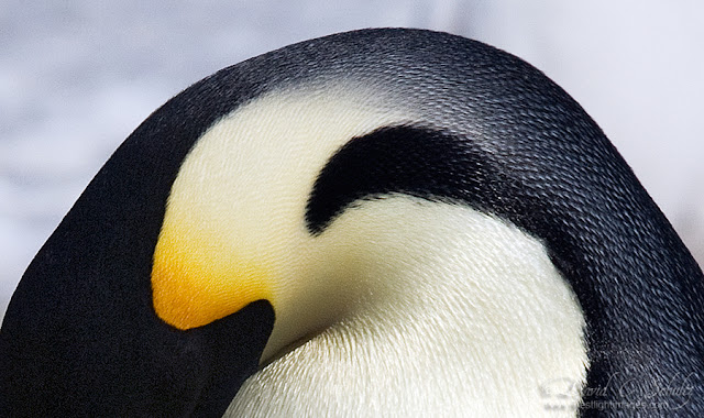 king penguin