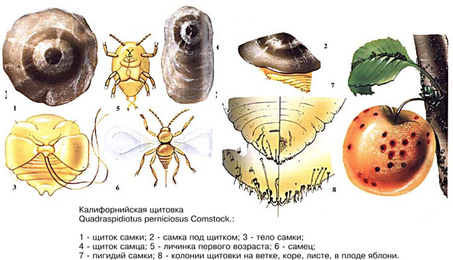 Калифорнийская щитовка (Quadraspidiotus perniciosus, =Diaspidiotus perniciosus)