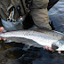 River Usk salmon and flies.