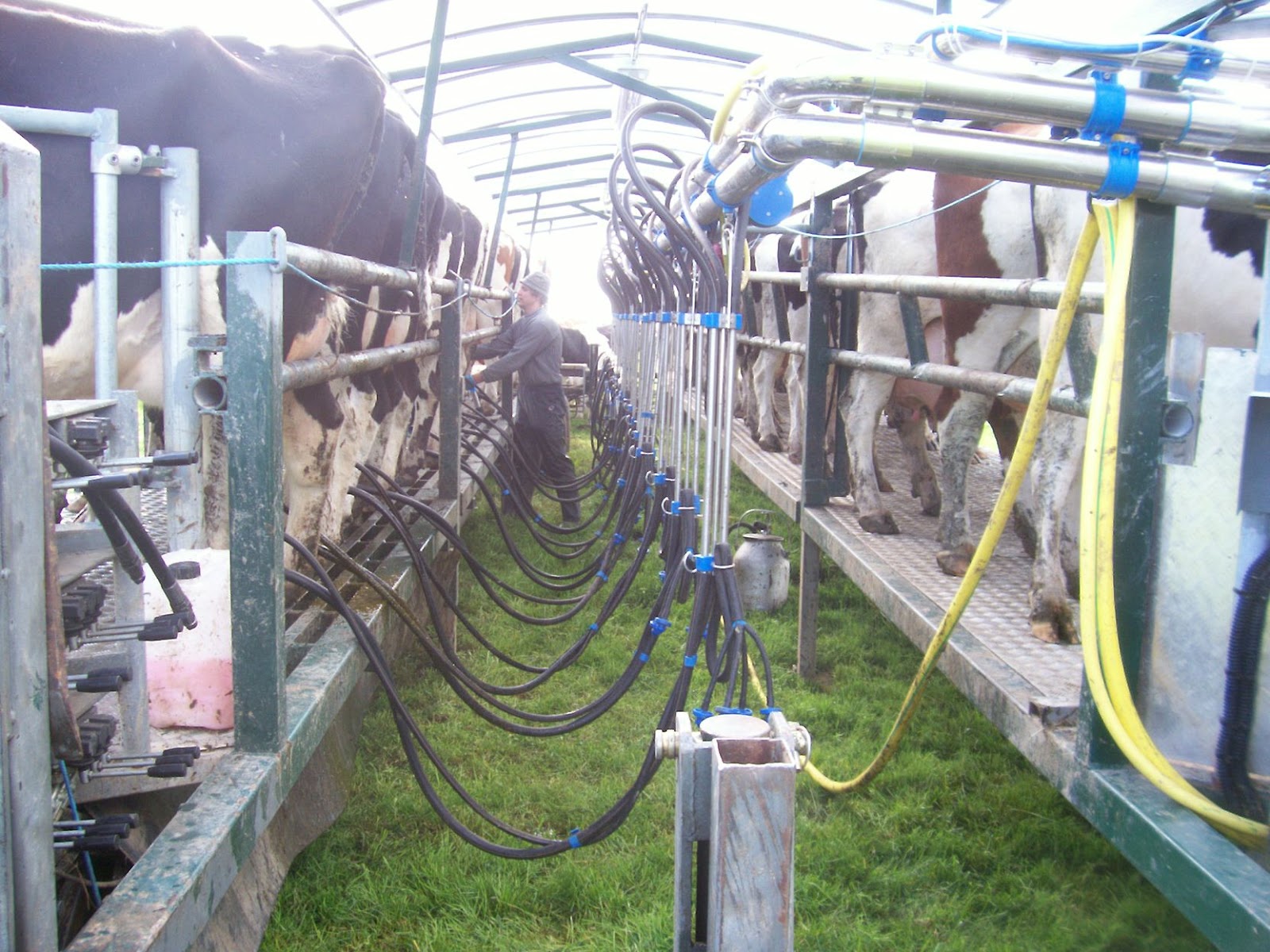 Milking on the Moove by Glen Herud: The Mobile Milking System