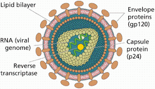 cấu trúc virus