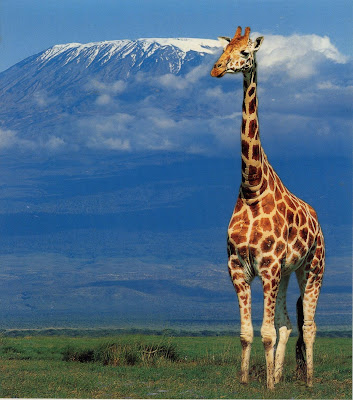 (Tanzania) – Kilimanjaro - Highest Mountain in Africa