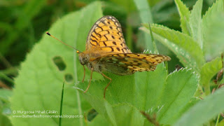 Argynnis (Mesoacidalia) aglaja (male) DSC145323