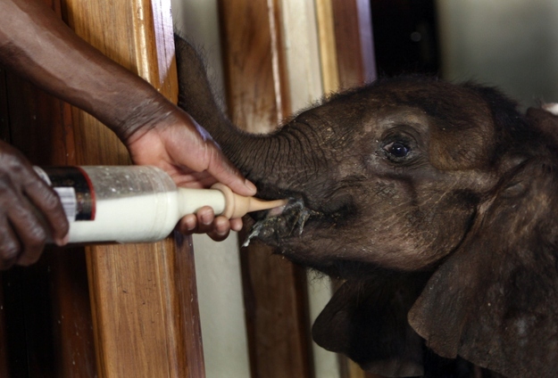 An orphaned baby elephant being raised by humans after his parents was killed by poachers, baby elephant pictures, orphaned animals