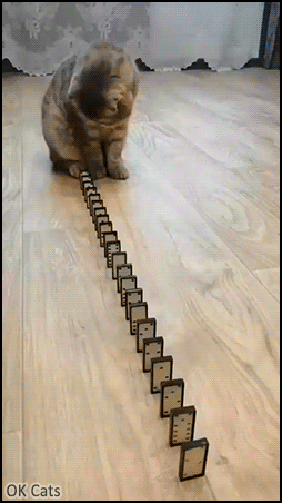 Funny Cat GIF • Mesmerized cat: “Hmm... I can knock off many cups at once with this new skill!”"I'm a wizard" [ok-cats.com]