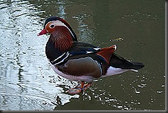 IMG_8594