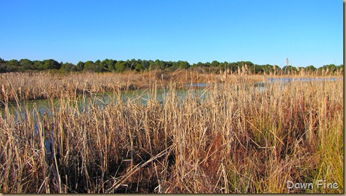 harris neck nwr_153