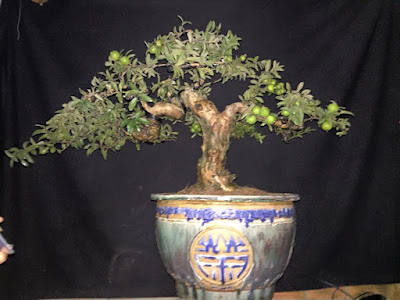 Pohon Bonsai Jambu Kerikil