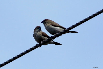 "Indian Silverbill - Euodice malabarica, resident a pair perched on a cable above."