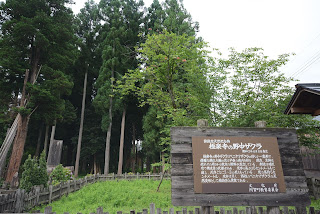 極楽寺の野中ザクラ