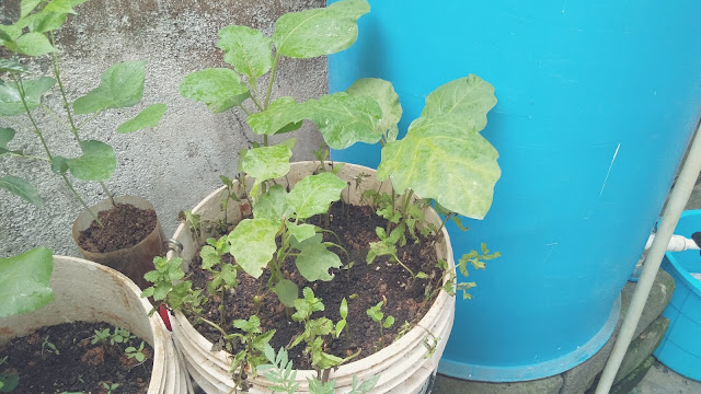 The small kitchen garden I have set up