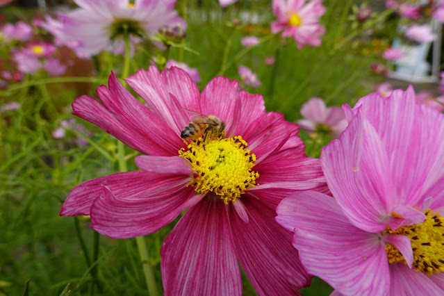 鳥取県西伯郡南部町鶴田　とっとり花回廊　エントランス展示