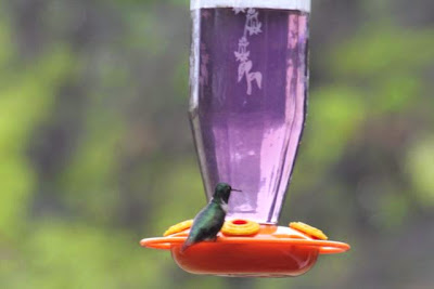 hummingbird at oriole feeder