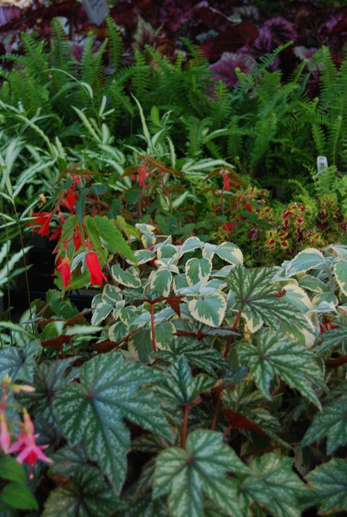 greenhouse_21june2011
