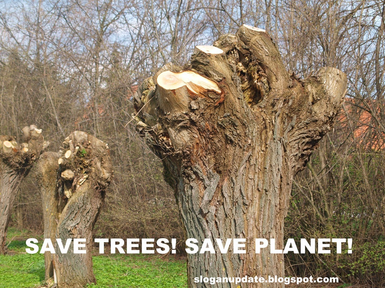 Save Trees Slogans 