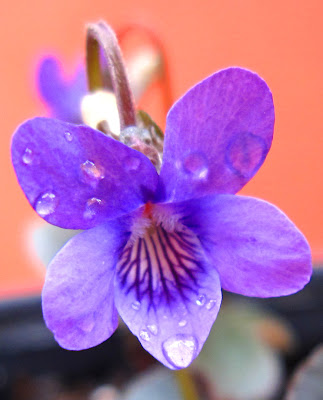 They are tiny flowers, and opened last evening, 