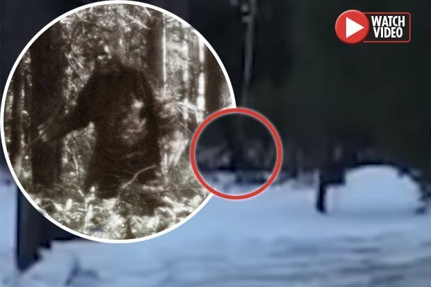 BIGFOOT? La famiglia trova una creatura pelosa nel loro giardino