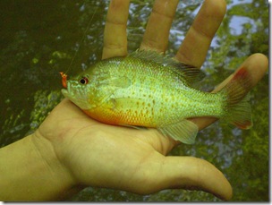 Sunfish