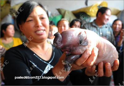 Anak Babi Berkepala Gajah Di Jumpai Di China !