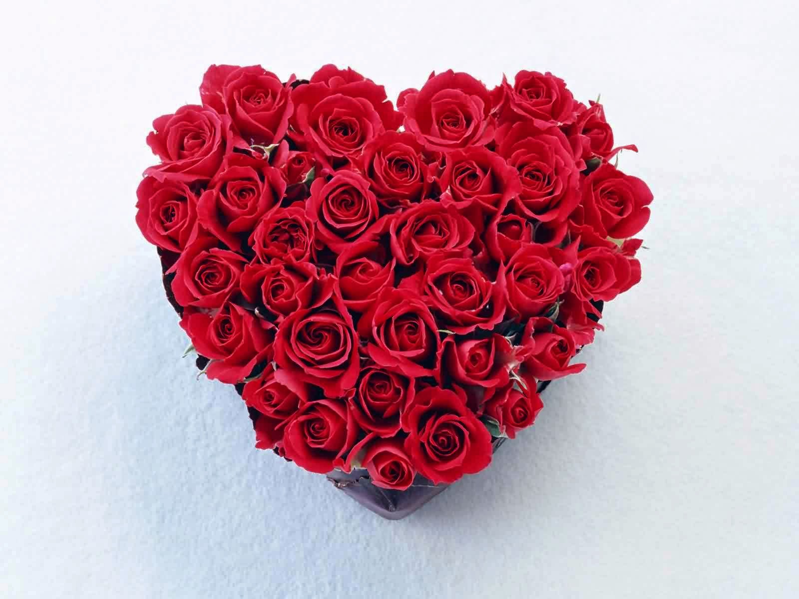 20 Gambar Foto  Bunga  Mawar  Merah Ayeey com