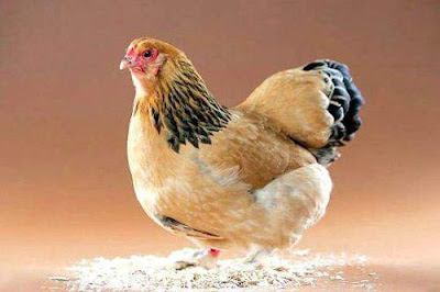 Different types of chickens Curious Funny Photos Pictures