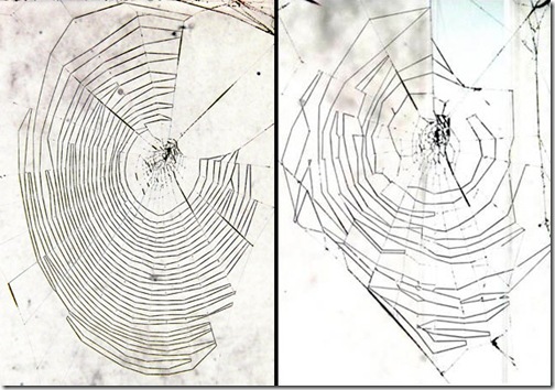 sn-spiders
